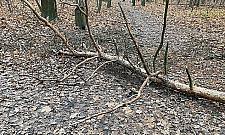 Wycinka na Bielanach. Tną dęby i sosny