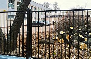 Drzewa zagrażały ludziom. Aktywiści: "masakra piłą mechaniczną"