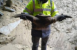 Bródno rogami stoi. Odkrycie na budowie metra