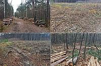 Kolejna wycinka w Międzylesiu. Leśnicy: "Drzewa będą szybciej rosnąć"