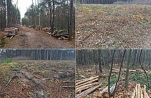 Kolejna wycinka w Międzylesiu. Leśnicy: "Drzewa będą szybciej rosnąć"