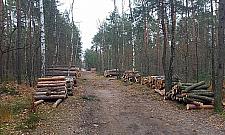 Kolejna wycinka w Międzylesiu. Leśnicy: "Drzewa będą szybciej rosnąć"