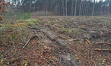 Kolejna wycinka w Międzylesiu. Leśnicy: "Drzewa będą szybciej rosnąć"