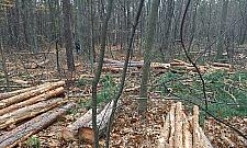 Kolejna wycinka w Międzylesiu. Leśnicy: "Drzewa będą szybciej rosnąć"