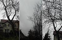 Biurokratyczny absurd. Drzewo może wyciąć tylko właściciel, który nie żyje