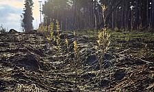 Zasadzą na Białołęce 42 tysiące drzew. "Odtwarzamy zieleń"