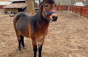 Franciszek II przybył na Bielany. Poprzednika straciliśmy jesienią