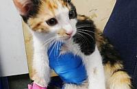 Kobieta skatowała małego kotka, bo ją podrapał