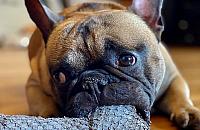 Sylwester bez fajerwerków, ale z pokazem świateł. "Zadbajmy o spokój psów i kotów"