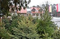 Dok�d odda� choink�? Cz�� trafi do las�w