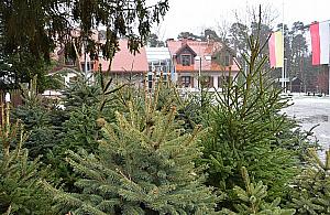 Dokąd oddać choinkę? Część trafi do lasów