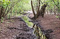 Potok Bielański... zabytkiem? Zadziwiający pomysł radnego