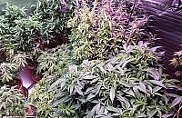 Miniplantacja konopi indyjskich w domu na Zaciszu. "Na w�asny u�ytek"