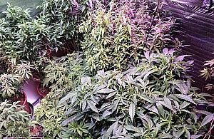 Miniplantacja konopi indyjskich w domu na Zaciszu. "Na własny użytek"