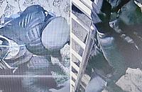 Włamywacz do rozpoznania tylko po fragmentach odzieży. Policja prosi o pomoc