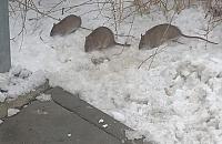 Szczury przyszły na przystanek przy Toruńskiej. Czy jest się czego bać?