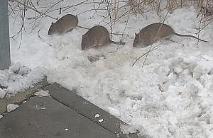 Szczury przyszły na przystanek przy Toruńskiej. Czy jest się czego bać?