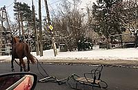 Spłoszony koń z przypiętymi sankami pędził ulicami Białołęki