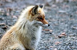 Zagrożenie wścieklizną w Wawrze. Uważajcie na psy i koty