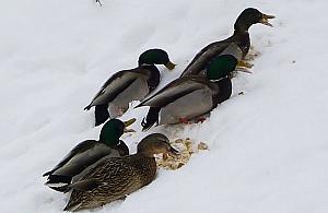 Czy i jak pomagać ptakom podczas zimy? Ekolodzy przypominają: "Nie wolno karmić chlebem"