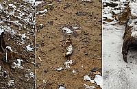 Ludzkie szczątki porozrzucane na Cmentarzu Prawosławnym. Parafia: "Mogły to zrobić zwierzęta"