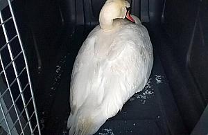 Straż pożarna ratowała łabędzia. "Wyglądał na chorego"