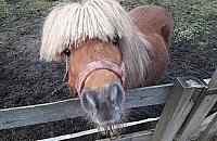 Farma ekologiczna obok S8 i elektrociepłowni?