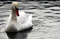 Ptasia grypa na Białołęce. Potwierdzony przypadek nad Kanałem Żerańskim