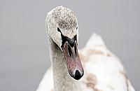 Ptasia grypa w pobliżu Legionowa. Potwierdzony przypadek na Jeziorze Wieliszewskim