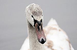 Ptasia grypa w pobliżu Legionowa. Potwierdzony przypadek na Jeziorze Wieliszewskim