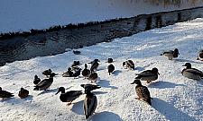 Kaczki najedzone, ludzie zadowoleni. Kaczkomaty to strzał w dziesiątkę