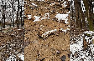 Konserwator zabytków interweniował na Cmentarzu Prawosławnym. "Prace odbywały się bez zezwolenia"