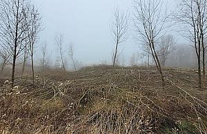 Tną drzewa w dawnej bazie wojskowej. Właściciel: "Jestem ofiarą nagonki"