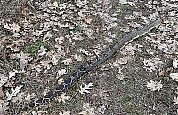 Okazałej wielkości martwy wąż boa w Lesie Młocińskim. Jak się tam znalazł?