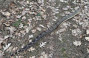 Okazałej wielkości martwy wąż boa w Lesie Młocińskim. Jak się tam znalazł?