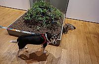 Pies w muzeum ważniejszy od alergika. "Zdziecinnienie i brak szacunku dla ludzi"