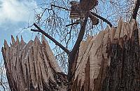 "Pustułka" zamieszkała w pniu ściętego drzewa