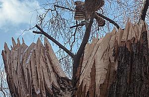 "Pustułka" zamieszkała w pniu ściętego drzewa