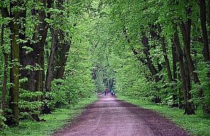 Park to las, las to Nowa Warszawa. O co chodzi na Młocinach?