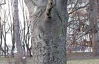 Zieloni świadkowie historii. Buki z Ulrychowa mają 130 lat