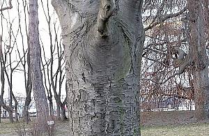 Zieloni świadkowie historii. Buki z Ulrychowa mają 130 lat