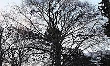 Zieloni świadkowie historii. Buki z Ulrychowa mają 130 lat