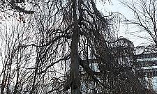 Zieloni świadkowie historii. Buki z Ulrychowa mają 130 lat