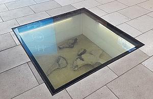 Dużo hałasu o nic. Prehistoryczna wystawa nie imponuje