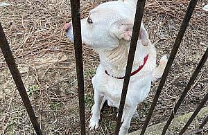 Zagryzł maltańczyka, zaatakował yorka. Agresywny pies mieszka przy Sobieskiego?