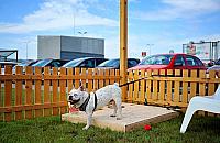 Radny proponuje: zbudujmy "parkingi" dla psów