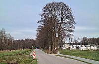 Zdziarska: Drzewa ważniejsze od chodnika