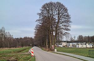 Zdziarska: Drzewa ważniejsze od chodnika