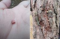 Trutka na szczury w korze drzew na Lucerny. "Uważajcie na swoje psy"