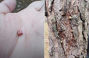 Trutka na szczury w korze drzew na Lucerny. "Uważajcie na swoje psy"